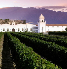 viñas cafayate