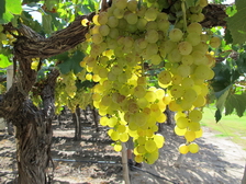 torrontes cafayate