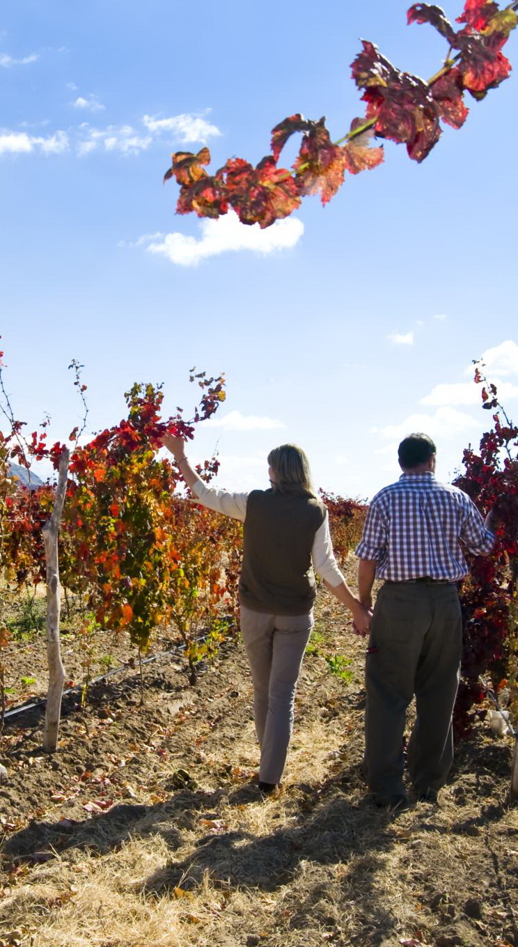 viñas en cafayate 